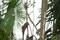 Dryobates spilogaster