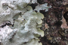 Punctelia missouriensis