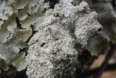 Punctelia missouriensis