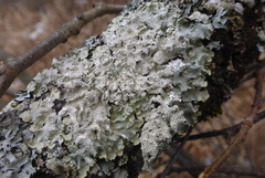 Punctelia missouriensis