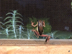 Hyperolius marginatus