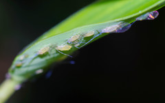 Takecallis arundinariae