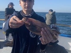 Citharichthys sordidus