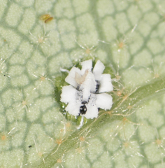 Aleuroplatus coronata