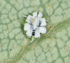 Aleuroplatus coronata