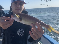 Caulolatilus princeps