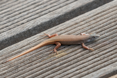 Trachylepis lacertiformis