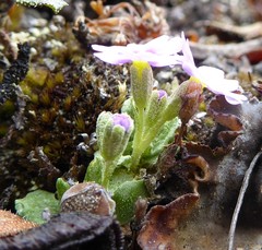 Primula concinna