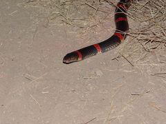 Rhinocheilus antonii