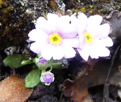 Primula concinna