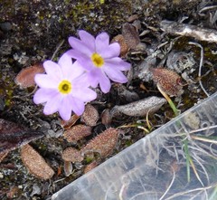 Primula concinna