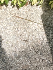 Anolis sagrei