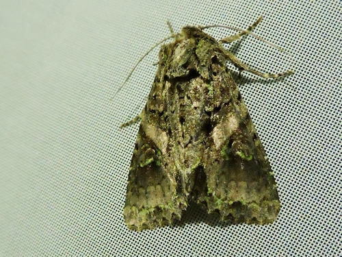Acroria chloegrapha