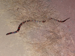 Rhinocheilus antonii