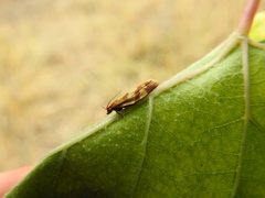 Clepsis pallidana