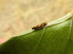 Clepsis pallidana