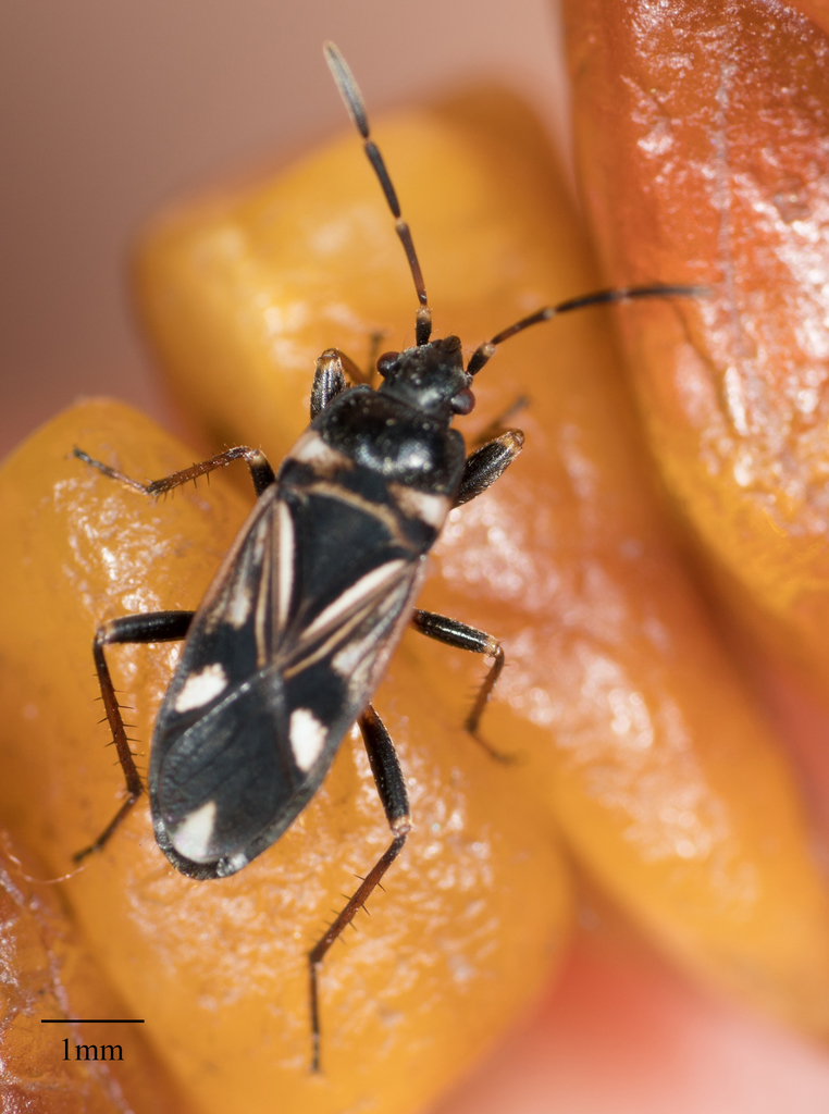 Dirt-colored seed bug