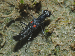 Stenus longipes