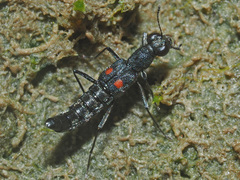 Stenus longipes