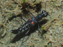 Stenus longipes
