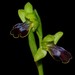 Ophrys fusca bilunulata - Photo (c) Rebbas, μερικά δικαιώματα διατηρούνται (CC BY-NC), uploaded by Rebbas