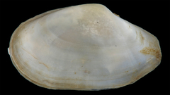 Macoploma tenta
