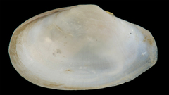 Macoploma tenta