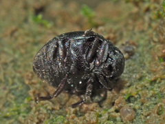 Lamprobyrrhulus nitidus