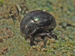 Lamprobyrrhulus nitidus