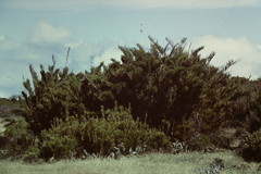 Chusquea tessellata