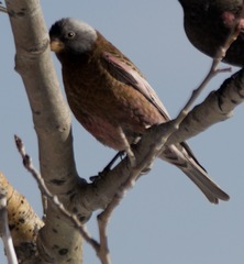 Leucosticte tephrocotis littoralis
