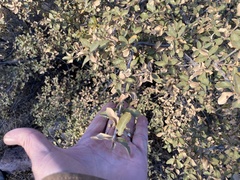 Quercus toumeyi