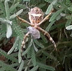 Argiope argentata