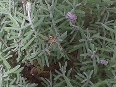 Argiope argentata