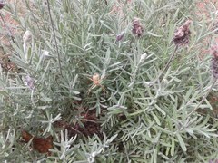 Argiope argentata
