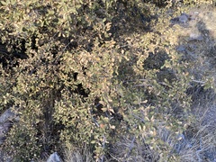 Quercus toumeyi