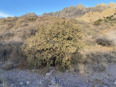 Quercus toumeyi