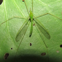 Leptotarsus holochlorus