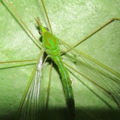 Leptotarsus holochlorus