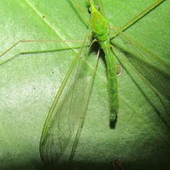 Leptotarsus holochlorus