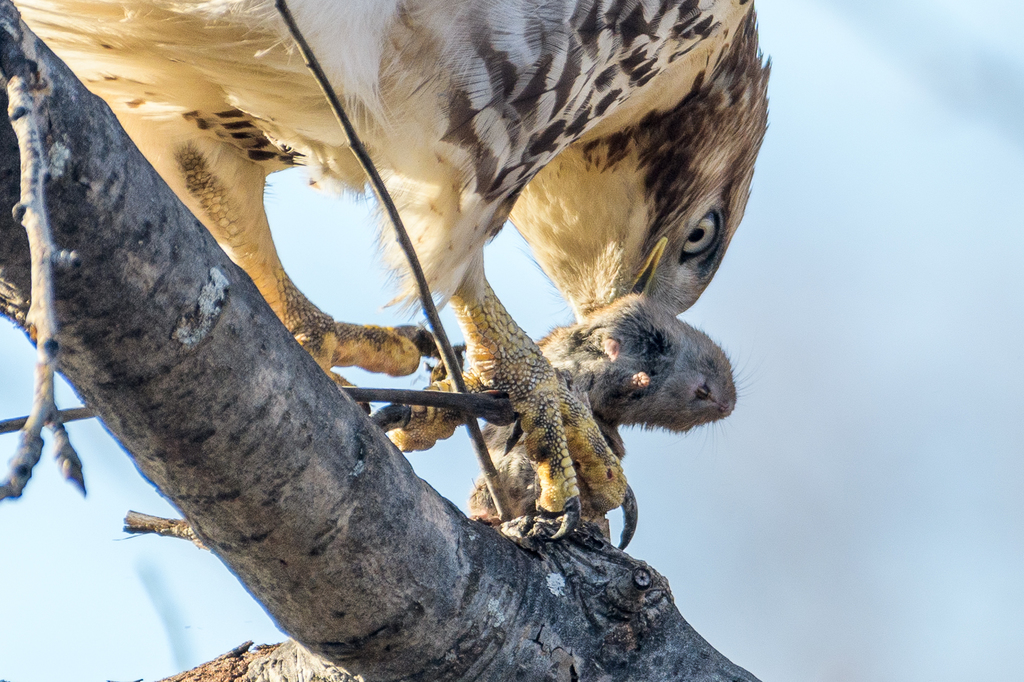 Redtailed Hawk from Macdonald Park, Medford, MA, USA on December 29