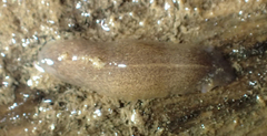 Geoplanoidea