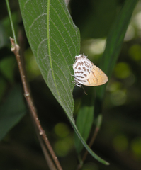 Drupadia ravindra moorei