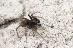 Pardosa groenlandica