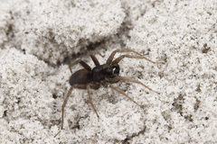 Pardosa groenlandica