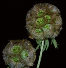 Image of Lomelosia simplex