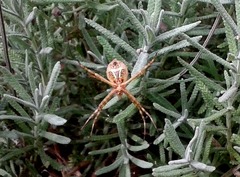 Argiope argentata