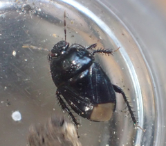 Pangaeus tuberculipes