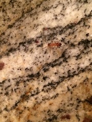 Camponotus variegatus