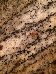 Camponotus variegatus